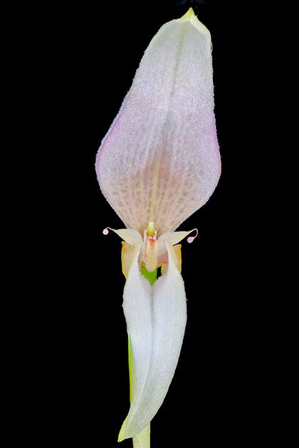 Bulbophyllum_antenniferum