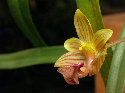 Bulbophyllum_capillipes