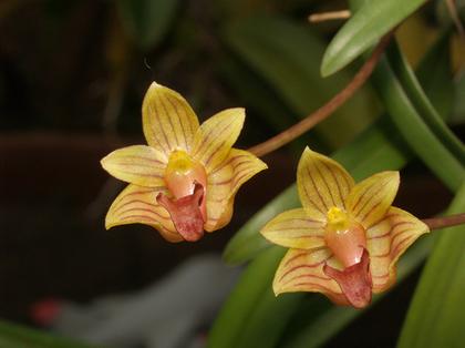 Bulbophyllum_capillipes_2