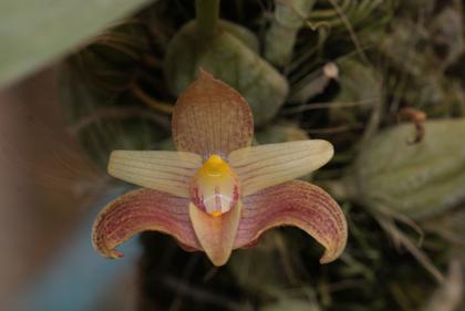 Bulbophyllum_bataannense