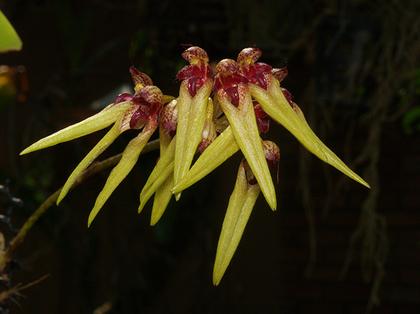 Bulbophyllum_picturatum