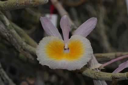 Dendrobium_primulinum_Laos
