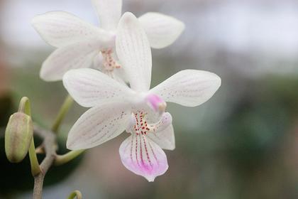 Phalaenopsis_lindenii