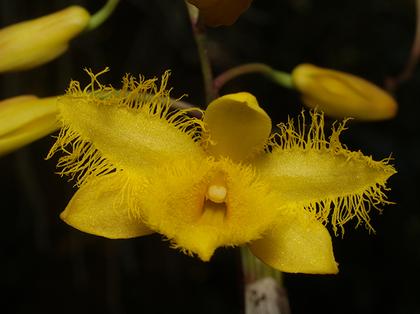 Dendrobium_harveyanum