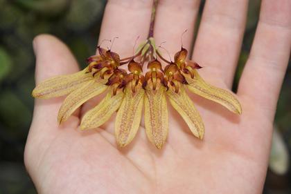 Bulbophyllum_longiflorum_Philippines