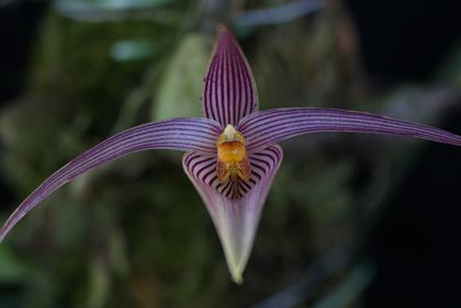 Bulbophyllum_inunctum