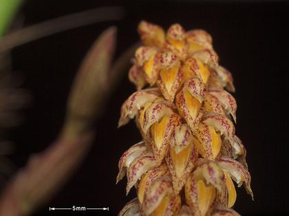 Bulbophyllum_peninsulare