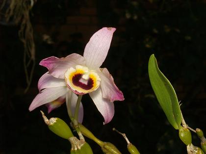 Dendrobium_findlayanum