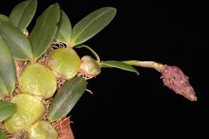 Bulbophyllum_peyrotii