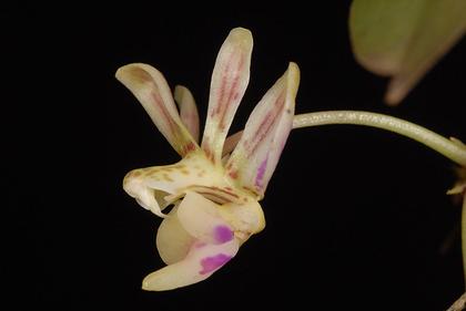 Phalaenopsis_finleyi_4