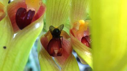 Bulbophyllum_graveolens_3