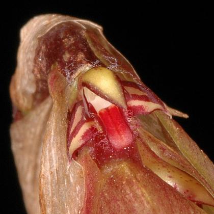 Bulbophyllum_bicoloratum