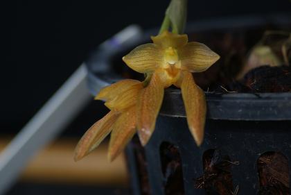 Bulbophyllum_cootesii