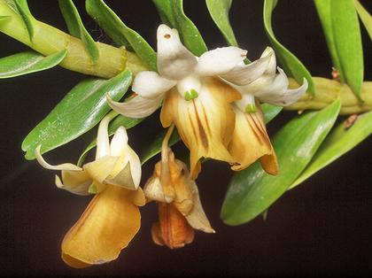 Dendrobium_ellipsophyllum
