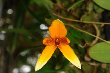 Bulbophyllum_pardalotum