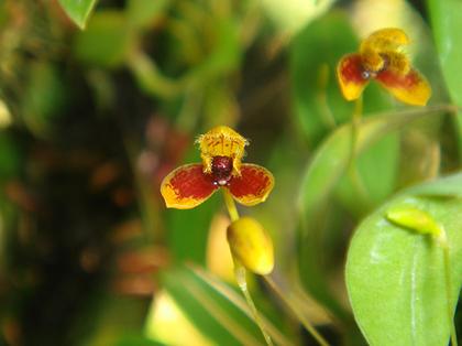 Bulbophyllum_catenulatum