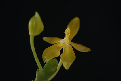 Phalaenopsis_cornucervi_var_flava_2