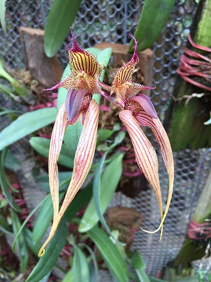 Bulbophyllum_fascinator_x_Bulbophyllum_bicolor