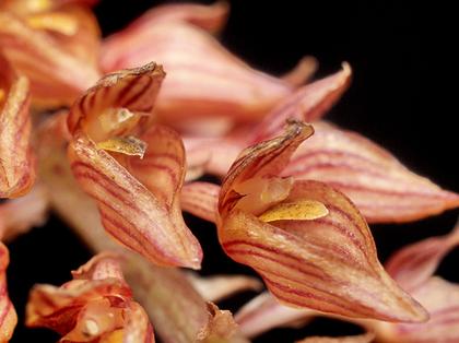 Bulbophyllum_orientale