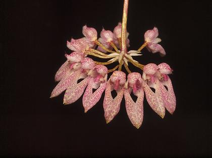Bulbophyllum_dentiferum_2