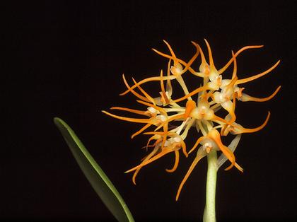 Bulbophyllum_odoratissimum_orange