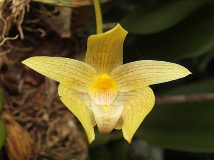 Bulbophyllum_orectopetalum_5