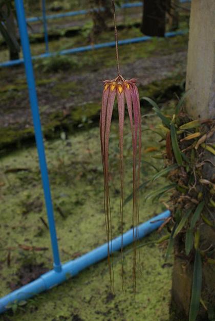 Bulbophyllum_longissimum_5
