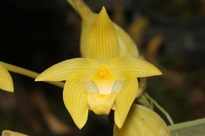 Bulbophyllum_orectopetalum_var_flava