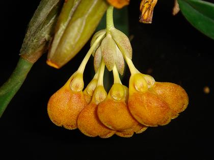 Bulbophyllum_spathulatum