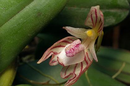 Bulbophyllum_ambrosia