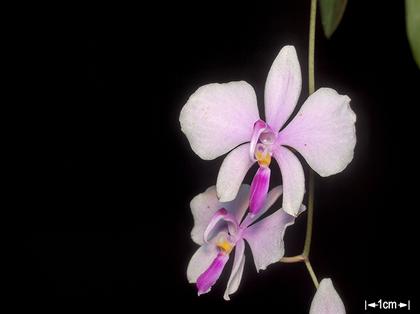 Phalaenopsis_lowii