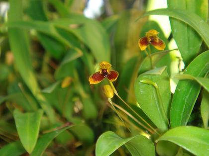 Bulbophyllum_catenulatum_2