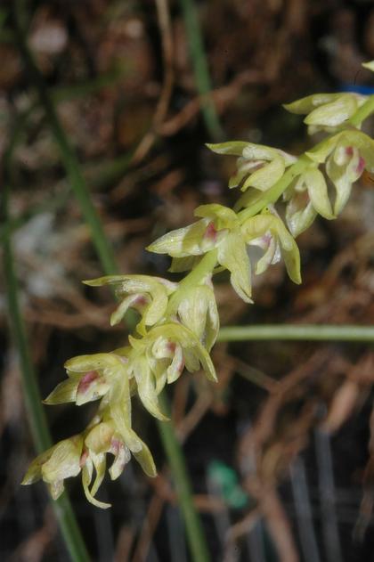Bulbophyllum_leandrianum_1