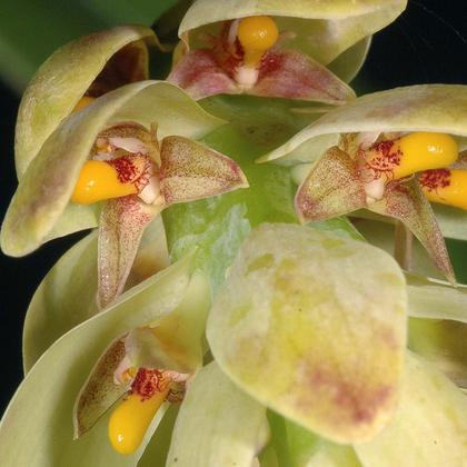 Bulbophyllum_luteobracteatum_1