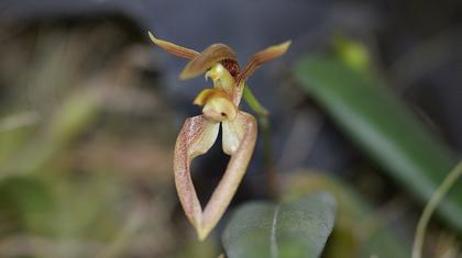 Bulbophyllum_lasiochilum_5