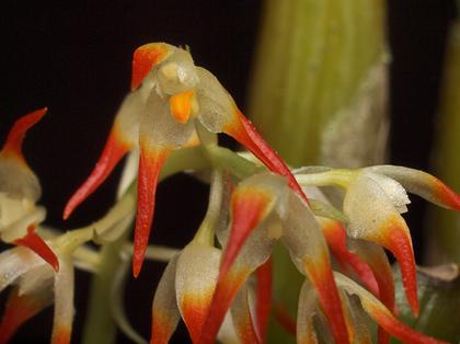 Bulbophyllum_angustifolium_2