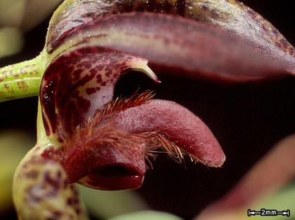 Bulbophyllum_lasiochilum_10
