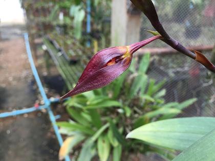 Bulbophyllum_cryptophoranthus
