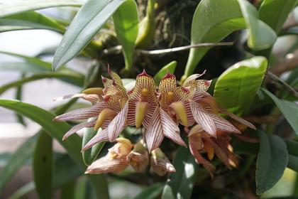 Bulbophyllum_bicolor