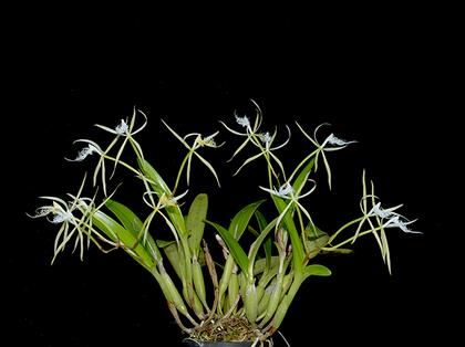 Epidendrum_ciliare