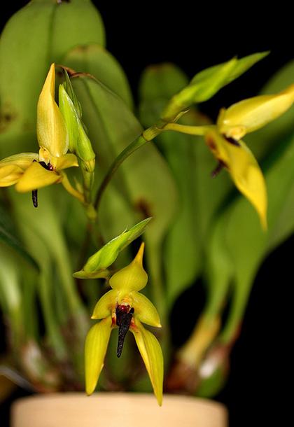 Bulbophyllum_carunculatum