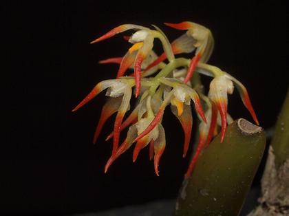 Bulbophyllum_angustifolium