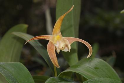Bulbophyllum_polystictum_2