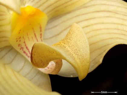 Bulbophyllum_siamense