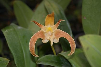 Bulbophyllum_polystictum