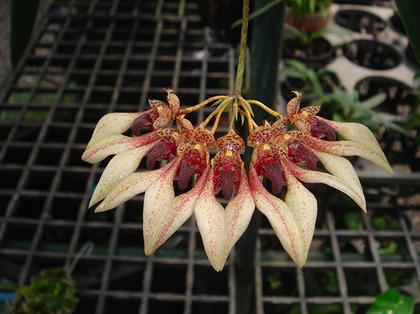 Bulbophyllum_annandalei_red_lip