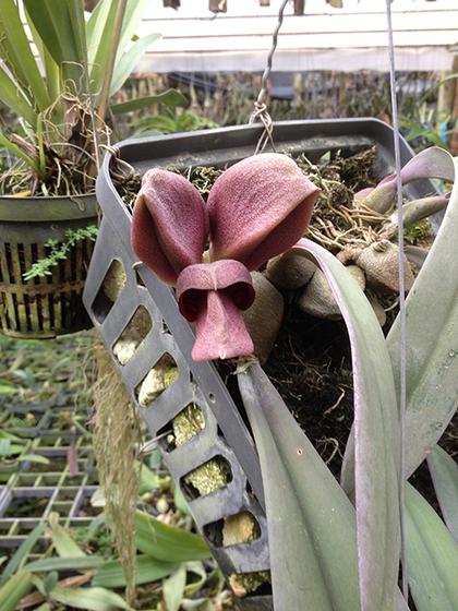 Bulbophyllum_orthosepalum