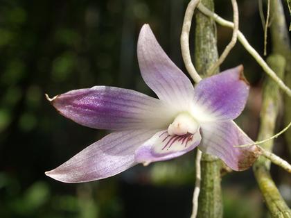 Dendrobium_victoria_reginae