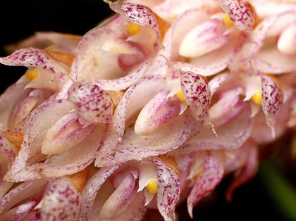 Bulbophyllum_lilacinum