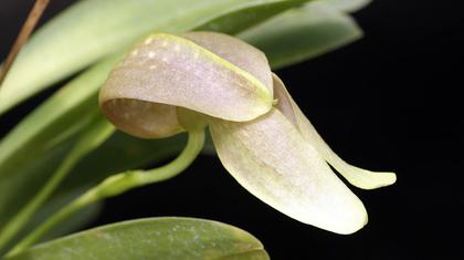Bulbophyllum_grandiflorum